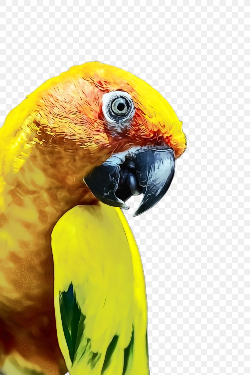 Colorful Background, PNG, 1636x2448px, Parrot, Beak, Bird, Closeup, Colorful Download Free