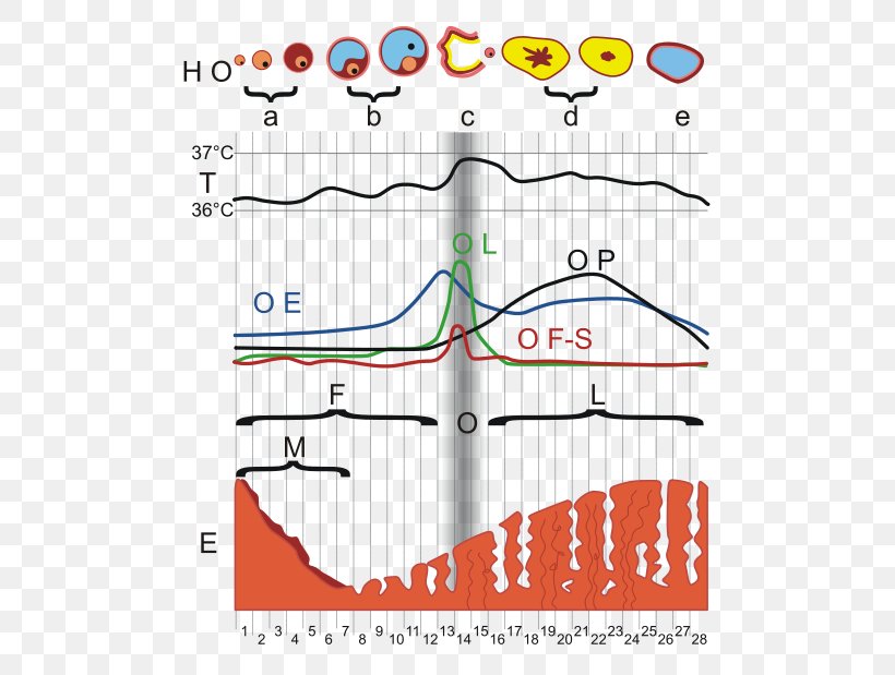 Menstrual Cycle Menstruation Ovulation Hormone Diagram, PNG, 495x619px, Menstrual Cycle, Area, Controlled Ovarian Hyperstimulation, Diagram, Endometrium Download Free
