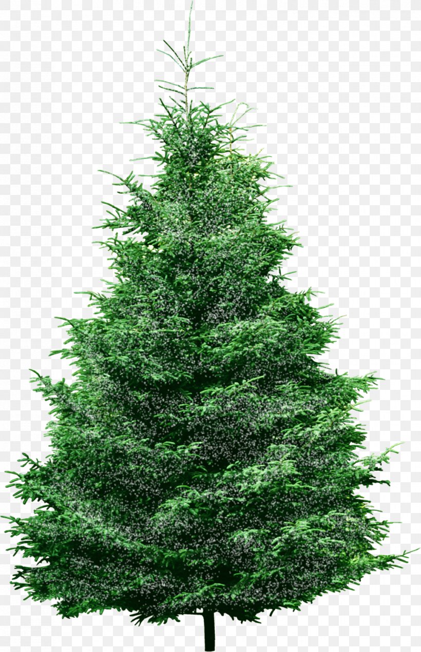 Pine Christmas Tree Spruce Conifers, PNG, 967x1500px, Pine, Artificial Christmas Tree, Balsam Fir, Biome, Cedar Download Free