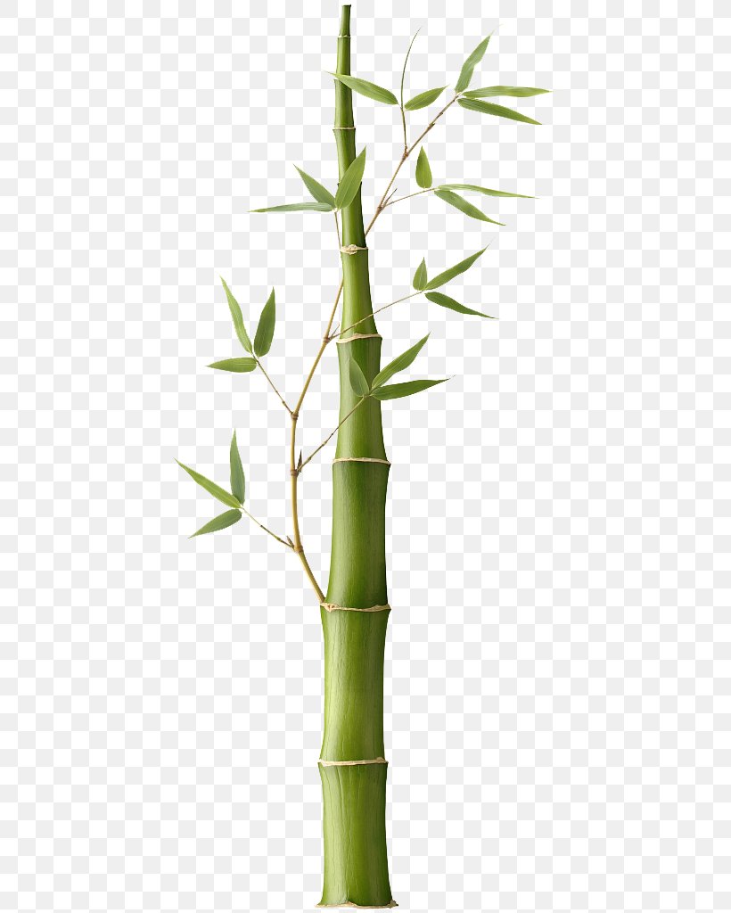 Pleioblastus Bamboe Stock Photography, PNG, 532x1024px, Pleioblastus, Bamboe, Bamboo, Bamboo Musical Instruments, Flowerpot Download Free