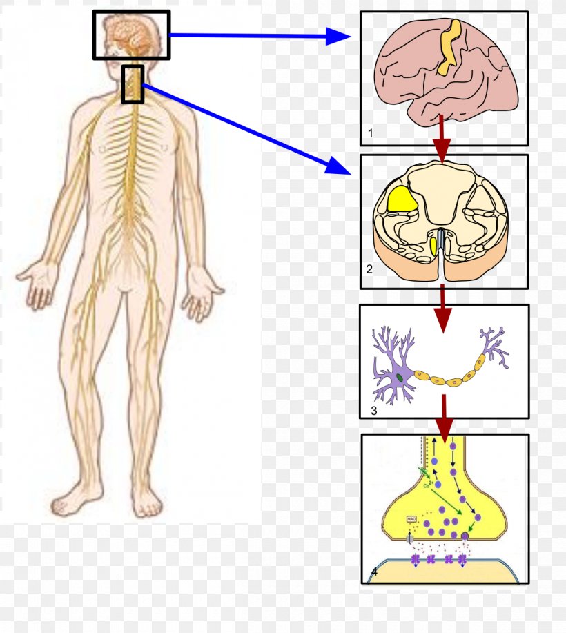 Somatic Nervous System Autonomic Nervous System Sympathetic Nervous System Nerve, PNG, 1200x1343px, Watercolor, Cartoon, Flower, Frame, Heart Download Free