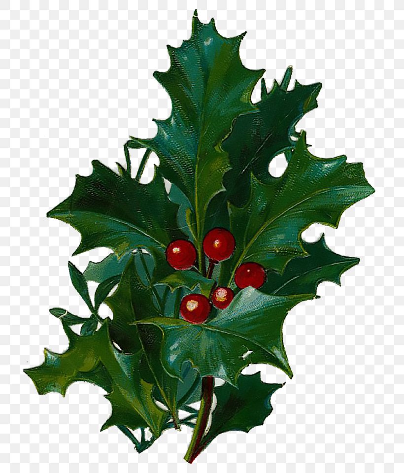 Aquifoliales Common Holly Christmas Day Leaf Greeting & Note Cards, PNG, 750x960px, Aquifoliales, Aquifoliaceae, Cafepress, Christmas Day, Common Holly Download Free