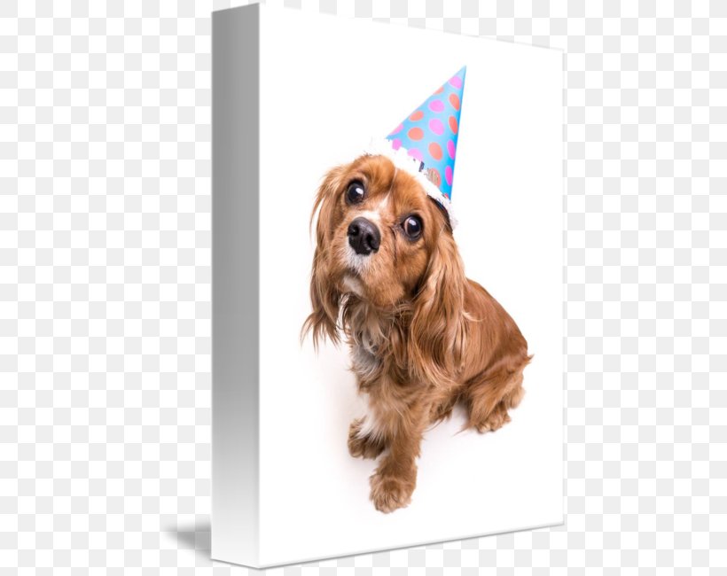 Cavalier King Charles Spaniel Puppy Cavapoo Greeting & Note Cards, PNG, 462x650px, Cavalier King Charles Spaniel, Birthday, Carnivoran, Cavapoo, Companion Dog Download Free