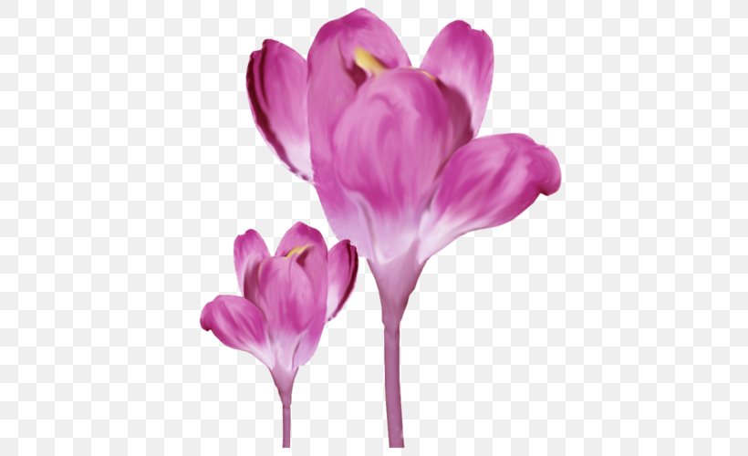 Crocus Saffron Colchicum Autumnale, PNG, 413x500px, Crocus, Colchicum Autumnale, Cut Flowers, Cyclamen, Flower Download Free