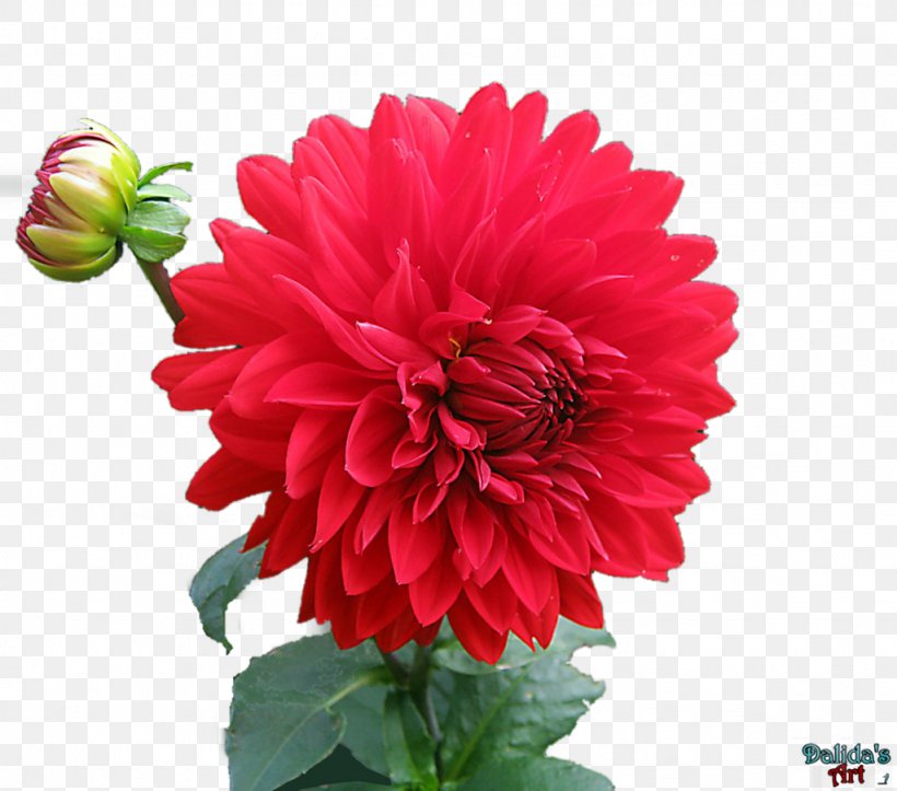 Dahlia Flower Desktop Wallpaper Clip Art, PNG, 1024x903px, Dahlia, Annual Plant, Blossom, Chrysanths, Cut Flowers Download Free