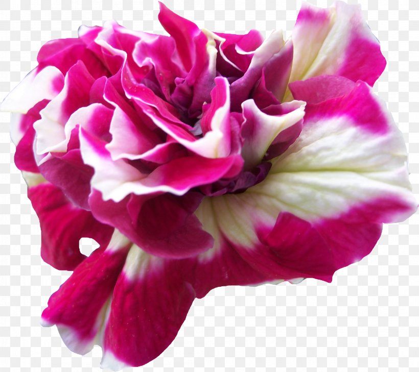 DeviantArt Flower, PNG, 2094x1862px, Deviantart, Annual Plant, Art, Carnation, Cut Flowers Download Free