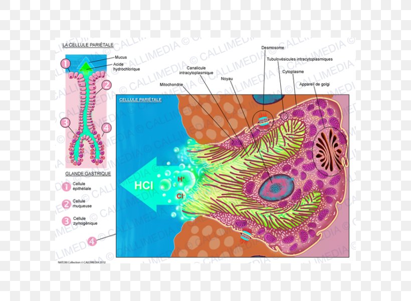 Parietal Cell Organism Histology, PNG, 600x600px, Watercolor, Cartoon, Flower, Frame, Heart Download Free