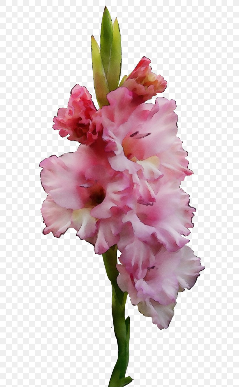 Flower Flowering Plant Plant Pink Gladiolus, PNG, 600x1327px, Watercolor, Cut Flowers, Flower, Flowering Plant, Gladiolus Download Free