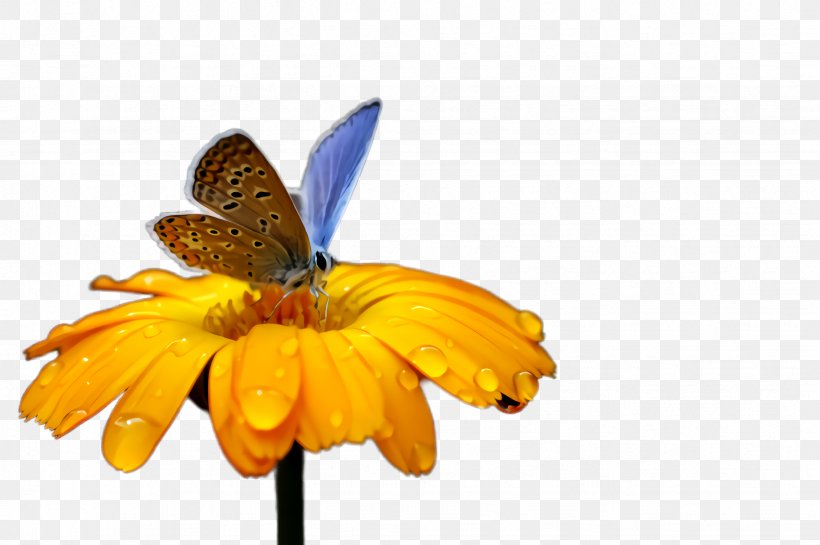 Orange, PNG, 2452x1632px, Insect, Butterfly, Calendula, Flower, Gerbera Download Free