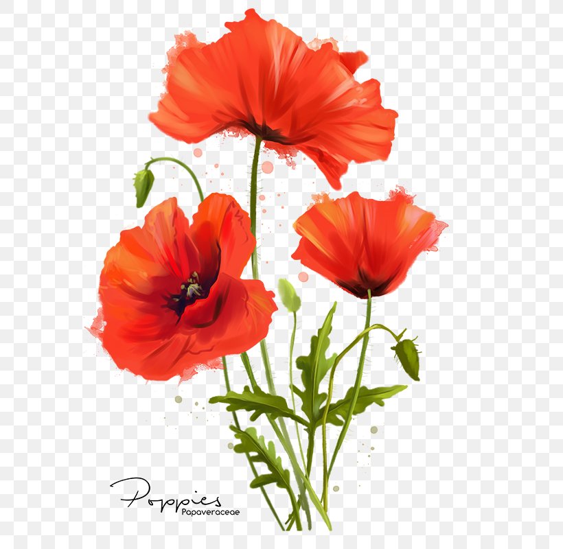 Common Poppy Flower Watercolor Painting, PNG, 642x800px, Poppy, Annual Plant, Botany, Common Poppy, Coquelicot Download Free