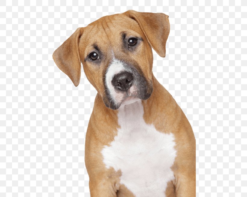 Dog Puppy Clip Art, PNG, 480x655px, Dog, American Pit Bull Terrier, American Staffordshire Terrier, Bark, Boxer Download Free