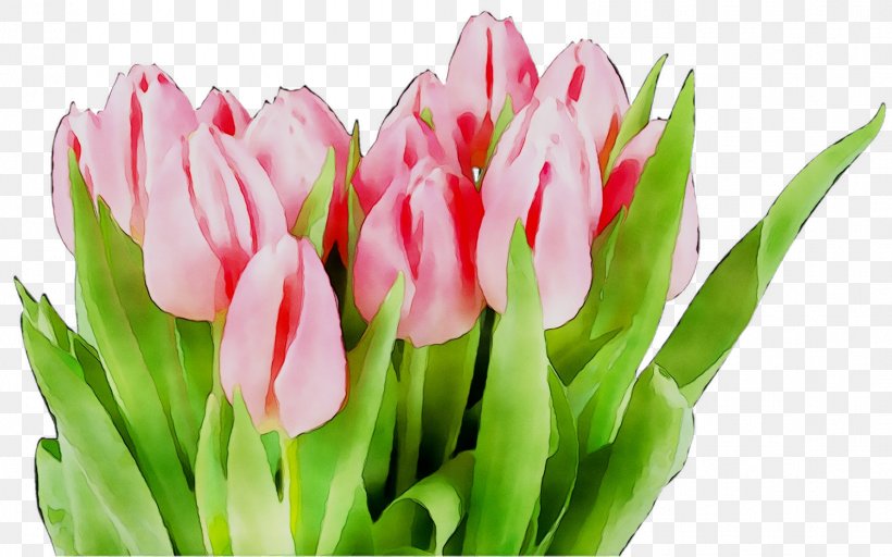 Holiday Calendar Date Tulip Professional, PNG, 1584x990px, Holiday, Botany, Calendar, Calendar Date, Cut Flowers Download Free