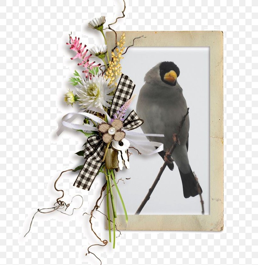 Bird Beak Feather, PNG, 705x842px, Bird, Beak, Bird Supply, Branch, Fauna Download Free