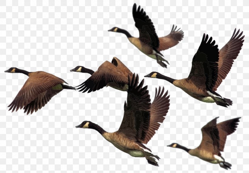 Bird Canada Goose Water Bird Bird Migration Animal Migration, PNG, 1000x693px, Bird, Animal Migration, Beak, Bird Migration, Canada Goose Download Free