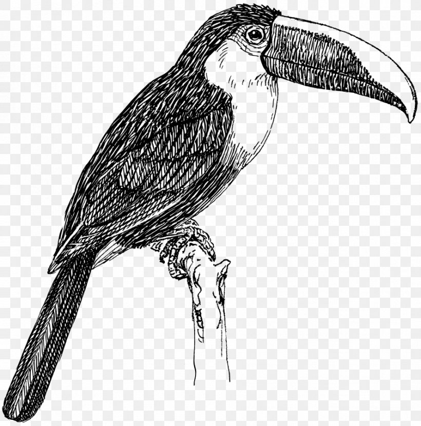 Bird Toco Toucan White-throated Toucan Clip Art, PNG, 889x900px, Bird, Artwork, Beak, Bird Of Prey, Black Download Free