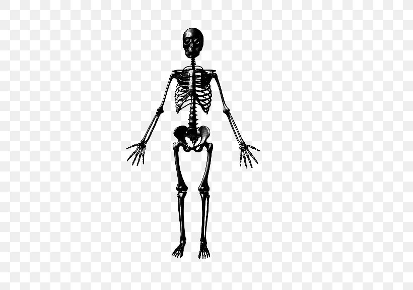 Bone Health Human Skeleton Muscle, PNG, 469x575px, Bone, Arm, Black And White, Body Ache, Bone Health Download Free
