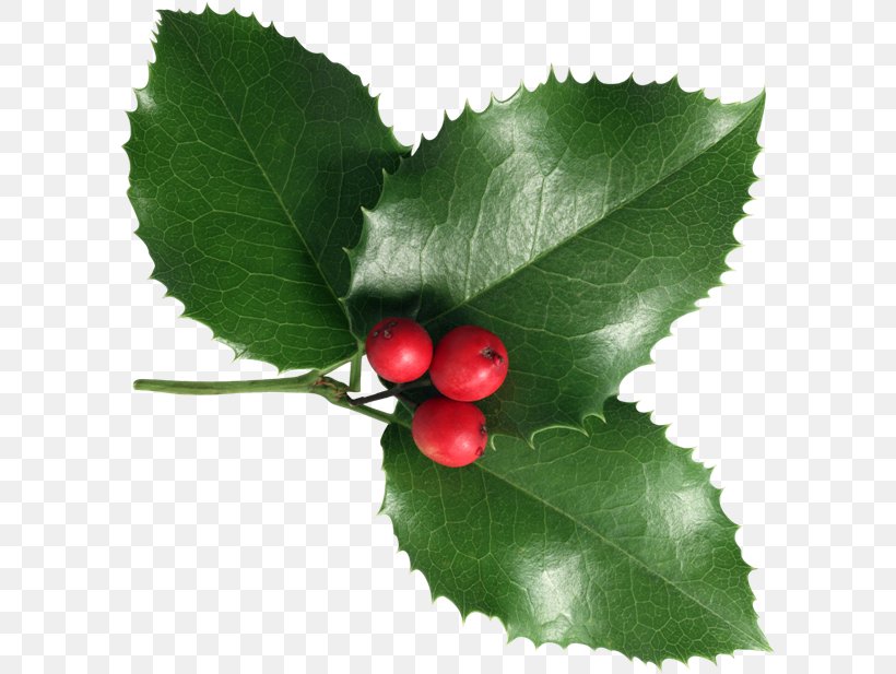 Common Holly Viscum Album Christmas Aquifoliales, PNG, 600x617px, Common Holly, Aquifoliaceae, Aquifoliales, Berry, Blog Download Free