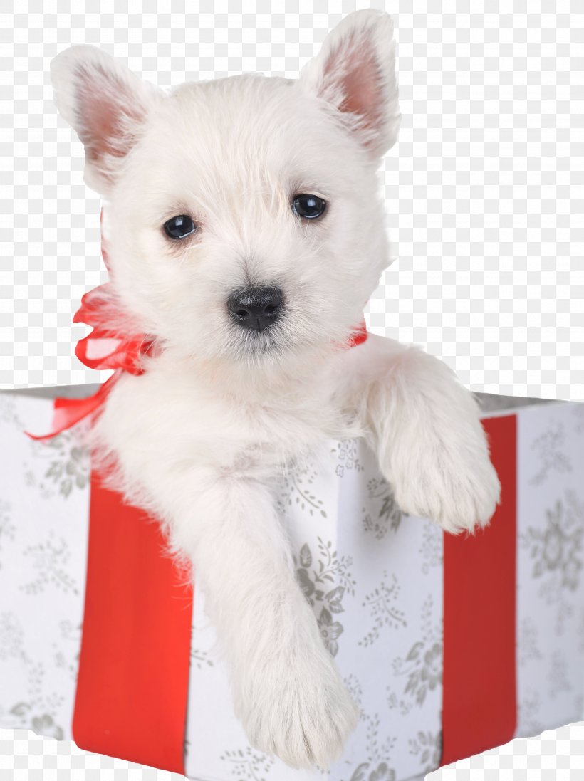 Chihuahua Shar Pei Maltese Dog Puppy Kitten, PNG, 3364x4501px, Chihuahua, Animal, Carnivoran, Companion Dog, Cuteness Download Free