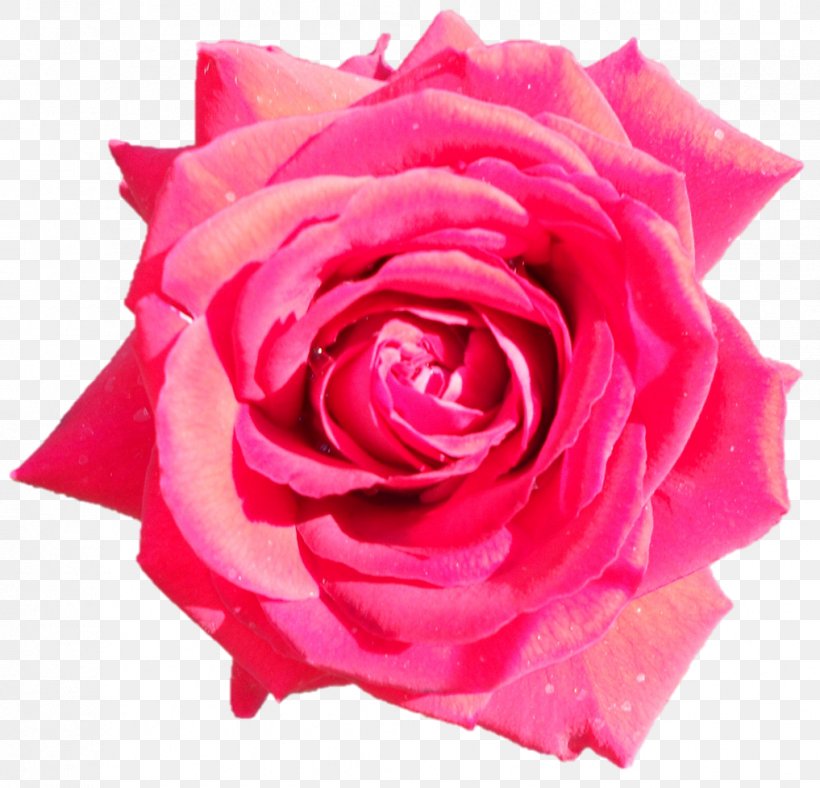 Garden Roses Cabbage Rose Floribunda Cut Flowers Petal, PNG, 1017x978px, Garden Roses, Cabbage Rose, China Rose, Chinese Cuisine, Close Up Download Free