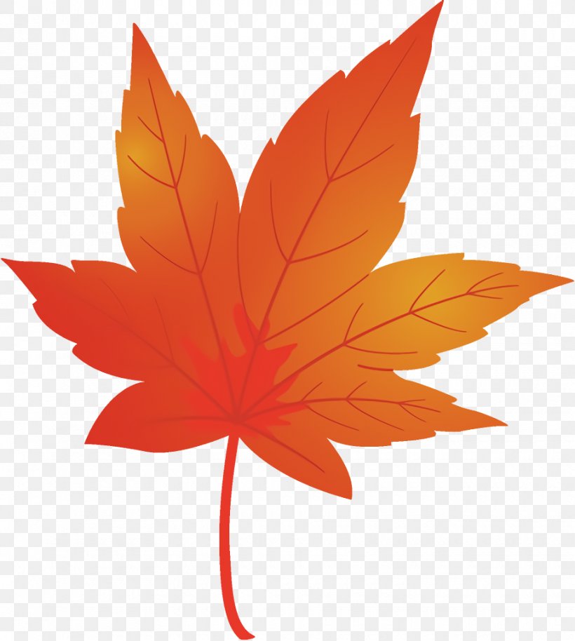 Maple Leaf Fallen Leaf Dead Leaf, PNG, 920x1026px, Maple Leaf, Autumn Leaf, Dead Leaf, Fallen Leaf, Leaf Download Free