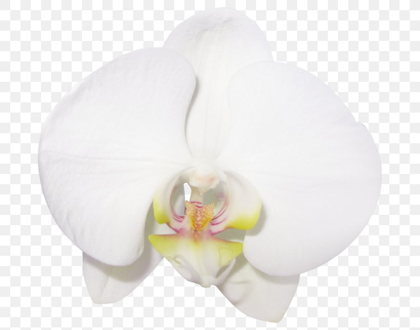 Moth Orchids Rainbow Six Siege Operation Blood Orchid Flat-leaved Vanilla, PNG, 699x645px, Moth Orchids, Dracula, Flatleaved Vanilla, Flower, Flowering Plant Download Free