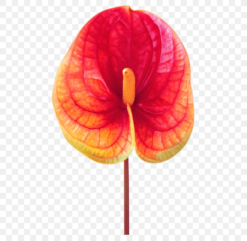 Nelumbo Nucifera U82b1u854a Petal Flower, PNG, 498x800px, Nelumbo Nucifera, Anthurium Andraeanum, Art, Blog, Flower Download Free