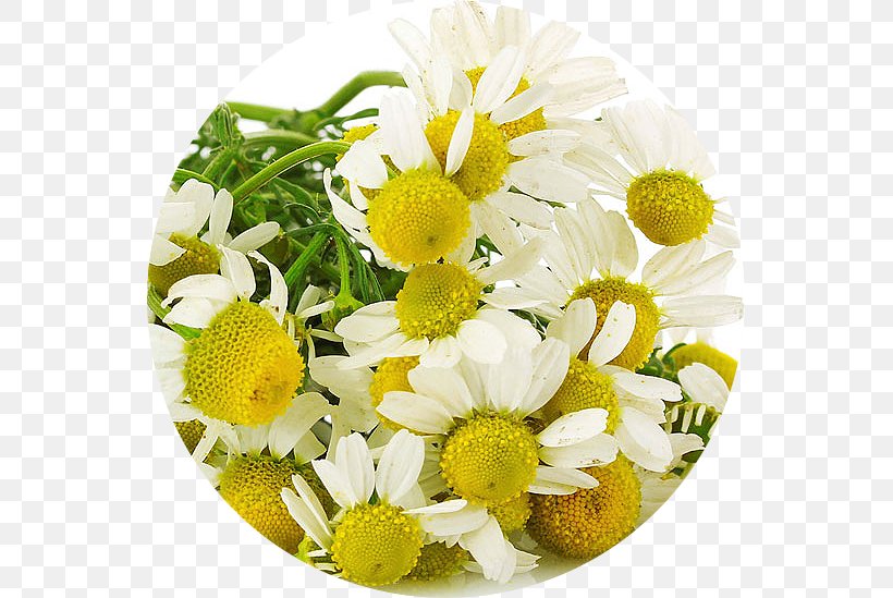 Common Daisy German Chamomile Roman Chamomile Tea, PNG, 549x549px, Common Daisy, Chamaemelum Nobile, Chamomile, Chrysanths, Cut Flowers Download Free