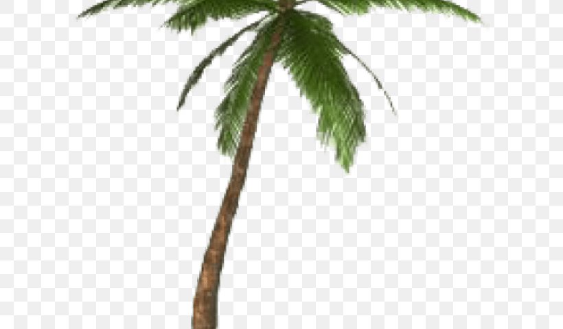 Date Tree Leaf, PNG, 640x480px, Palm Trees, Arecales, Branch, California Palm, Coconut Download Free