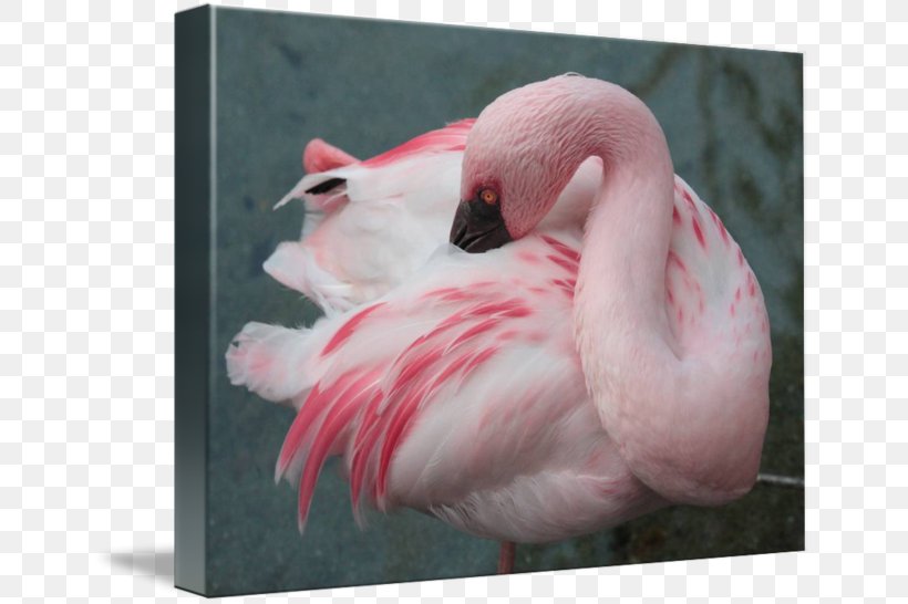 Gallery Wrap Beak Canvas Snout Feather, PNG, 650x546px, Gallery Wrap, Animal, Art, Beak, Bird Download Free