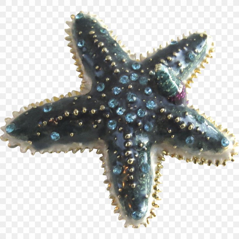 Starfish Marine Invertebrates Echinoderm Coral, PNG, 1721x1721px, Starfish, Animal, Biology, Black Tulip Antiques Ltd, Blog Download Free