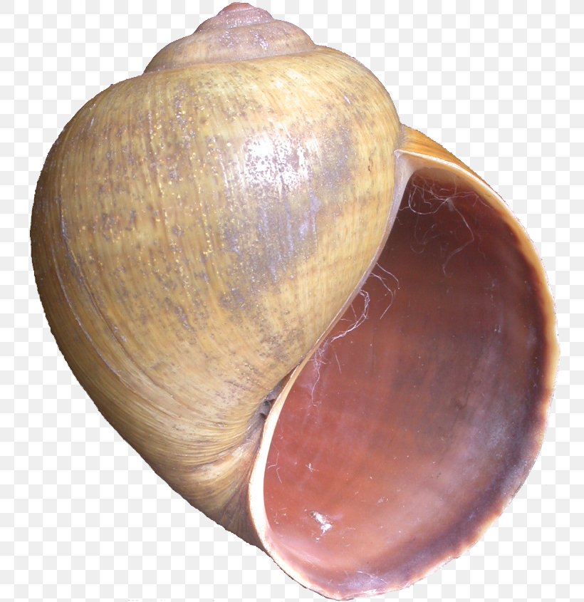 Baltic Macoma Cockle Veneroida Shankha Clam, PNG, 756x845px, Baltic Macoma, Artifact, Baltic Clam, Clam, Clams Oysters Mussels And Scallops Download Free