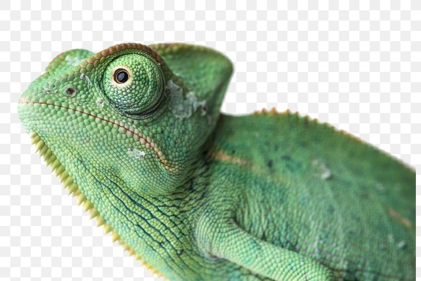 Common Iguanas Chameleons Agamas Anoles Reptile, PNG, 800x547px, Common Iguanas, African Chameleon, Agama, Agamas, Agamidae Download Free