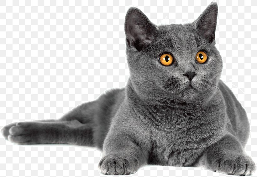 Korat British Shorthair Chartreux Domestic Short-haired Cat Whiskers, PNG, 819x563px, Korat, American Shorthair, American Wirehair, Asian, Black And White Download Free