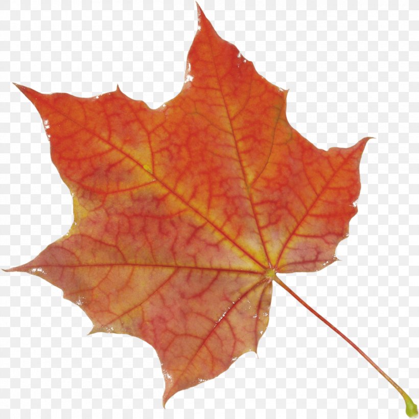 Autumn Leaf Color Clip Art, PNG, 2509x2510px, Autumn Leaf Color, Autumn, Autumn Leaves, Display Resolution, Leaf Download Free