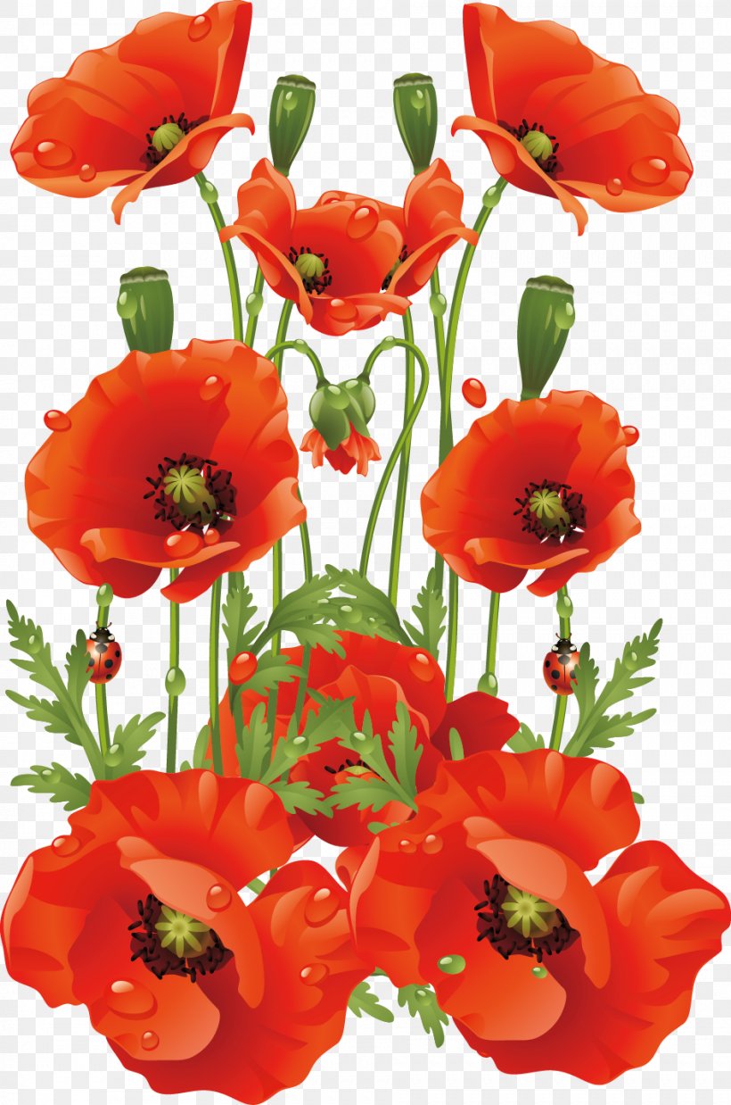 Common Poppy Flower California Poppy, PNG, 943x1424px, Common Poppy, Annual Plant, California Poppy, Coquelicot, Cut Flowers Download Free