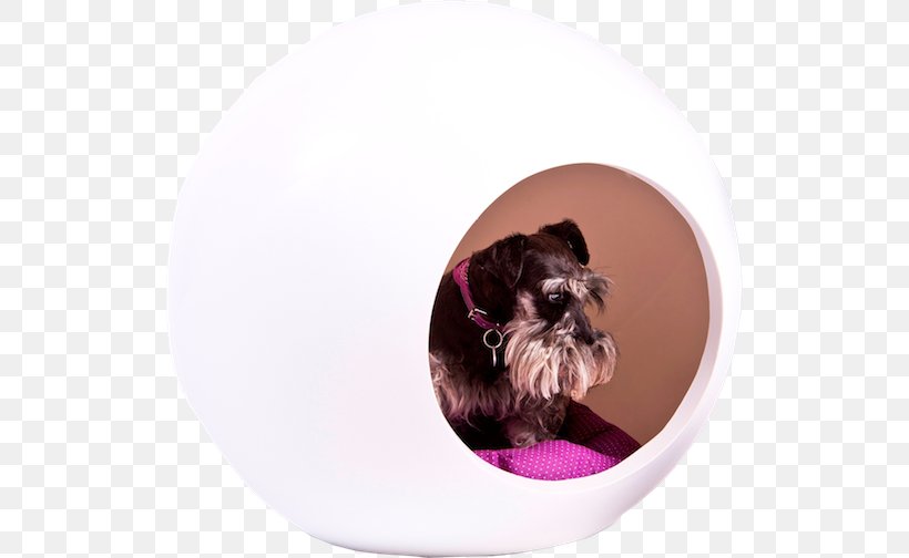 Dog Breed Shih Tzu Puppy Cat Schnoodle, PNG, 520x504px, Dog Breed, Bed, Carnivoran, Cat, Dog Download Free