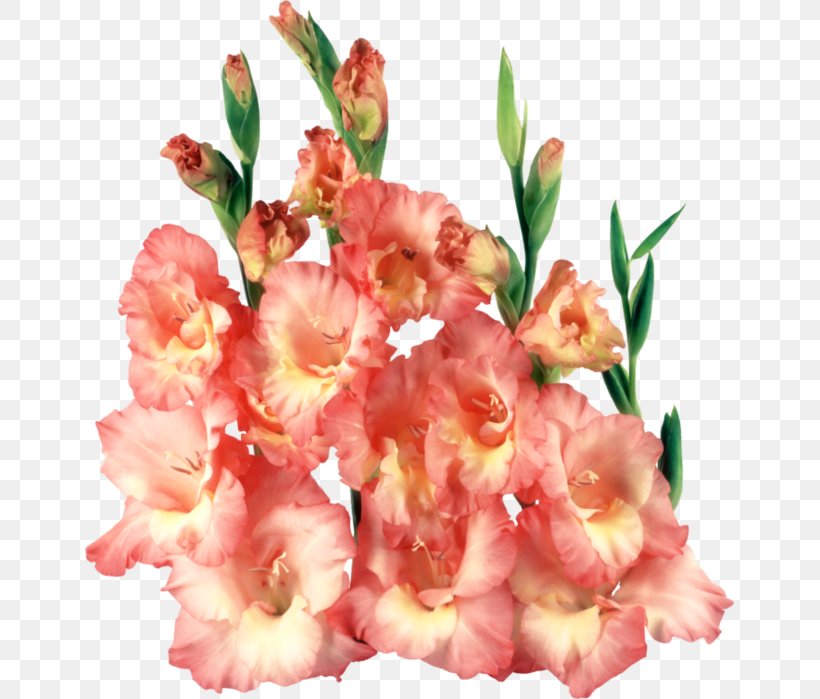 Gladiolus Clip Art, PNG, 649x699px, Gladiolus, Animaatio, Cdr, Cut Flowers, Editing Download Free