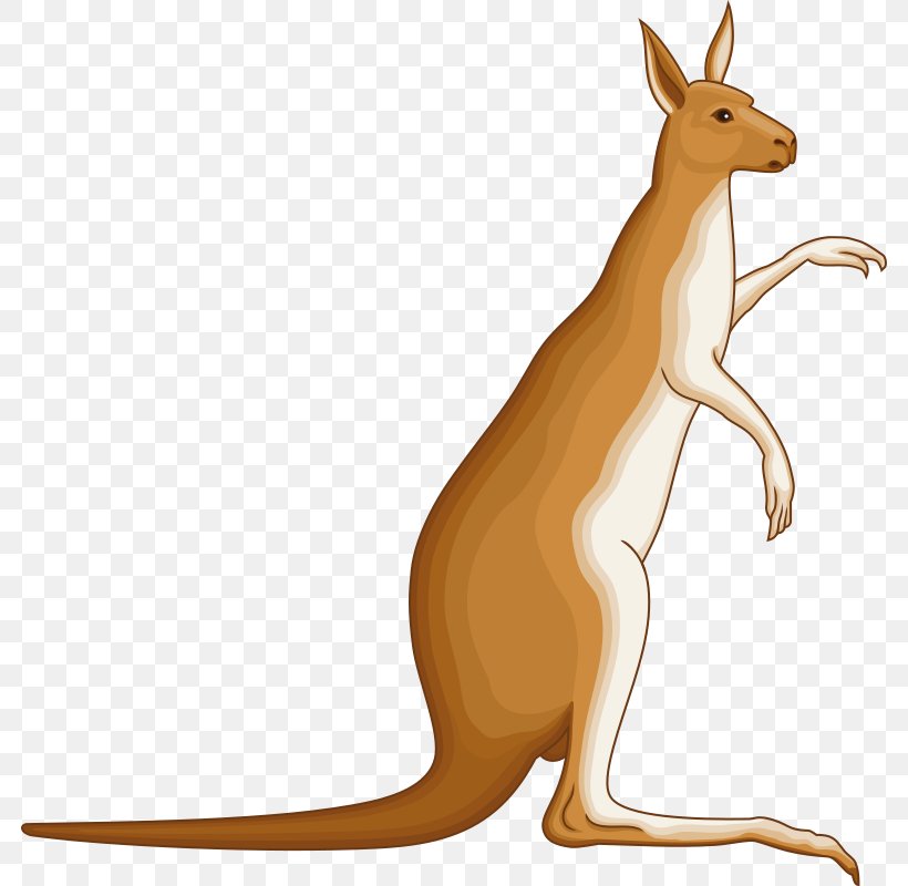 Macropodidae Kangaroo Clip Art, PNG, 782x800px, Macropodidae, Animal Figure, Carnivoran, Drawing, Fauna Download Free