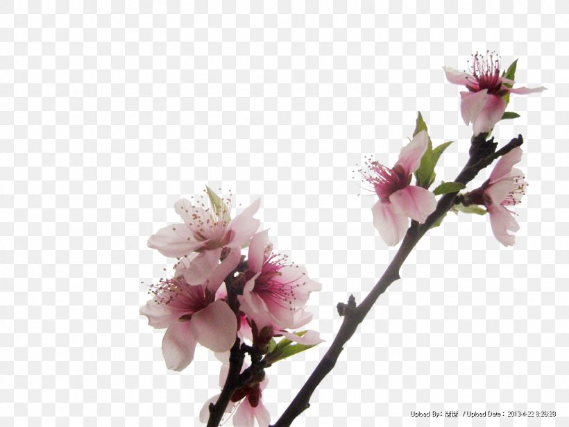 Peach Red, PNG, 1024x768px, Peach, Artworks, Blossom, Branch, Cherry Blossom Download Free