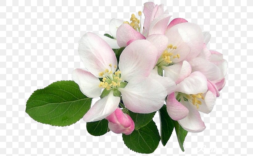 Flower Clip Art JPEG Image, PNG, 670x506px, Flower, Blossom, Branch, Cut Flowers, Floral Design Download Free