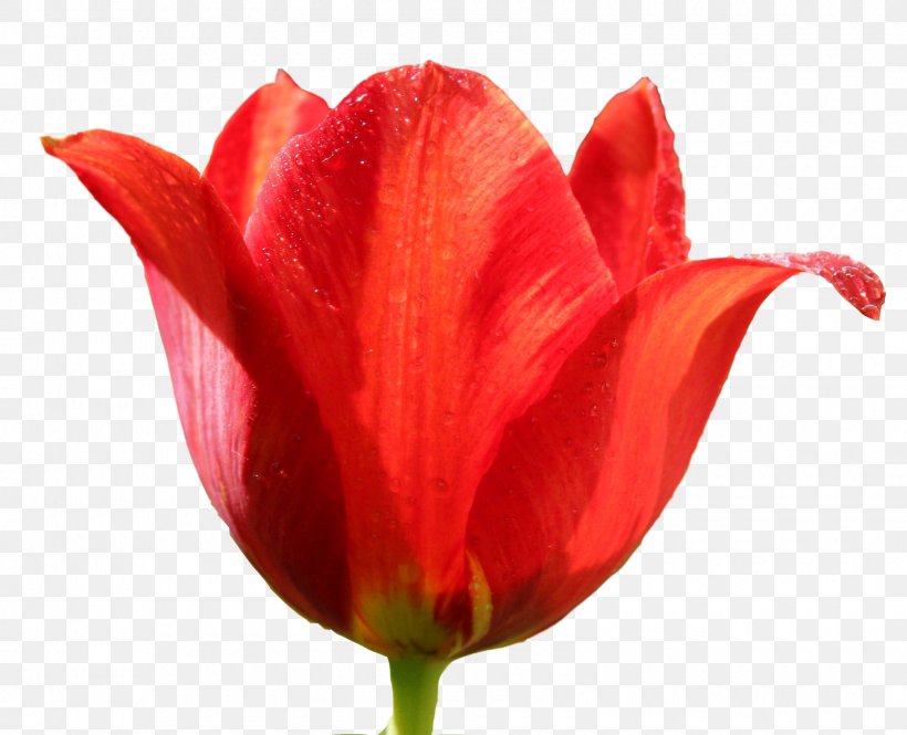 Tulip Flower Clip Art, PNG, 1600x1298px, Tulip, Bud, Close Up, Cut Flowers, Flower Download Free