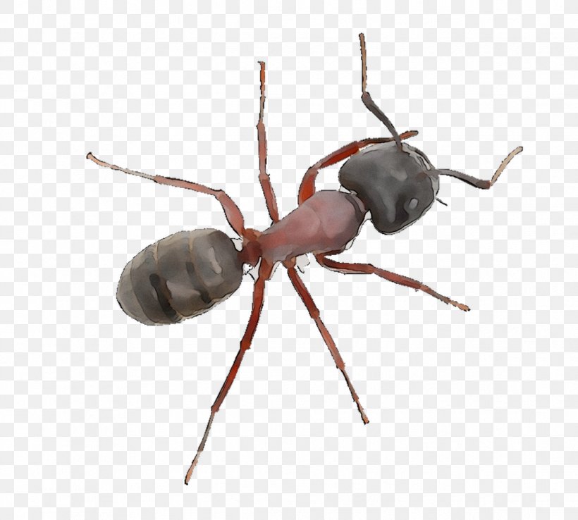 Ant One Hour Pest Control Weevil Doc's Pest Control, Inc. Termite, PNG, 1118x1007px, Ant, Arthropod, Brooklyn, Carpenter Ant, Home Download Free
