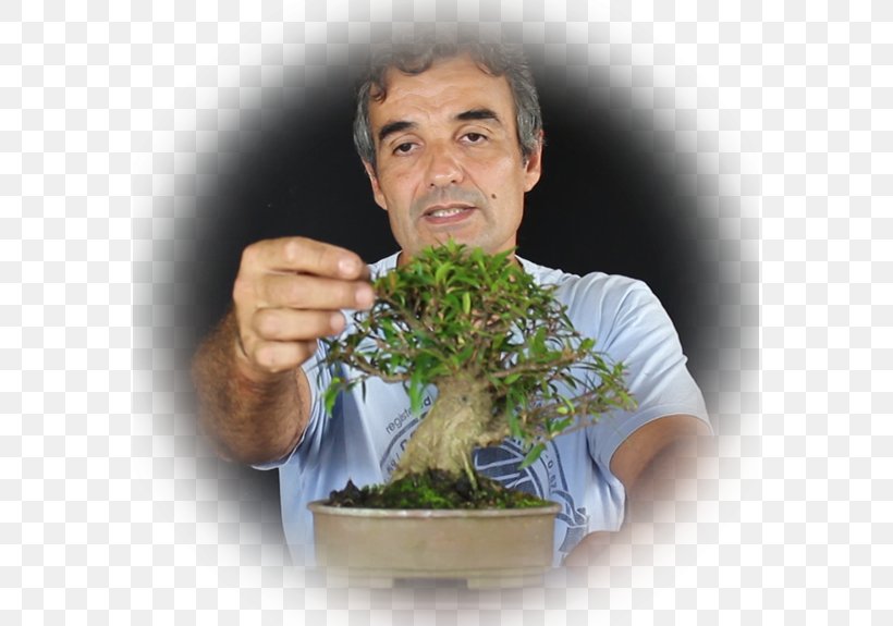 Bonsai Flowerpot Tree Herb, PNG, 575x575px, Bonsai, Flowerpot, Grass, Herb, Houseplant Download Free