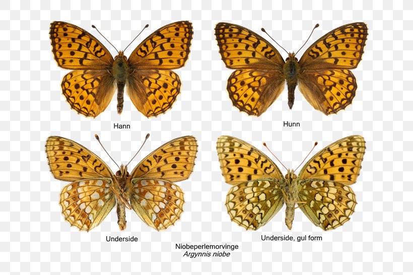 Monarch Butterfly Pieridae Niobe Fritillary High Brown Fritillary Small Pearl-bordered Fritillary, PNG, 790x546px, Monarch Butterfly, Argynnis, Arthropod, Boloria, Brush Footed Butterfly Download Free