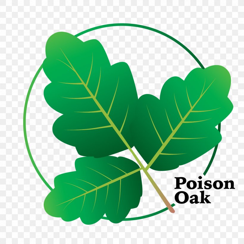 Clip Art Poison Ivy Leaf Vine, PNG, 1201x1201px, Poison Ivy, Araliaceae, Botany, Common Ivy, Drawing Download Free