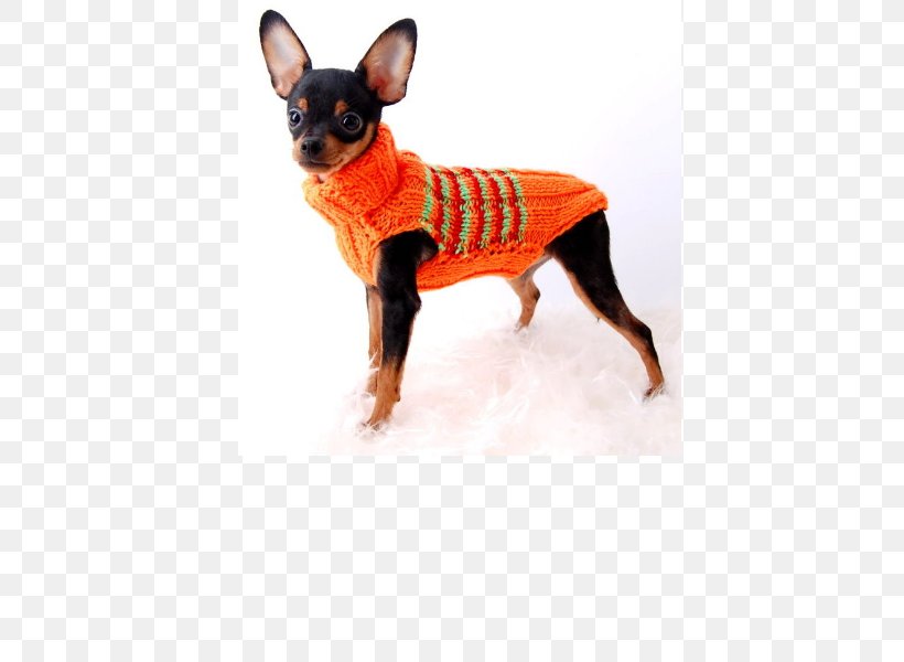 Miniature Pinscher Russkiy Toy Prague Ratter English Toy Terrier Chihuahua, PNG, 600x600px, Miniature Pinscher, Breed, Carnivoran, Chihuahua, Clothing Download Free