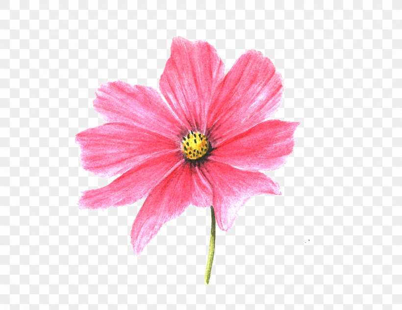 Pink Flower Cartoon, PNG, 1280x988px, Video, Cosmos, Daisy Family, Flower, Garden Cosmos Download Free