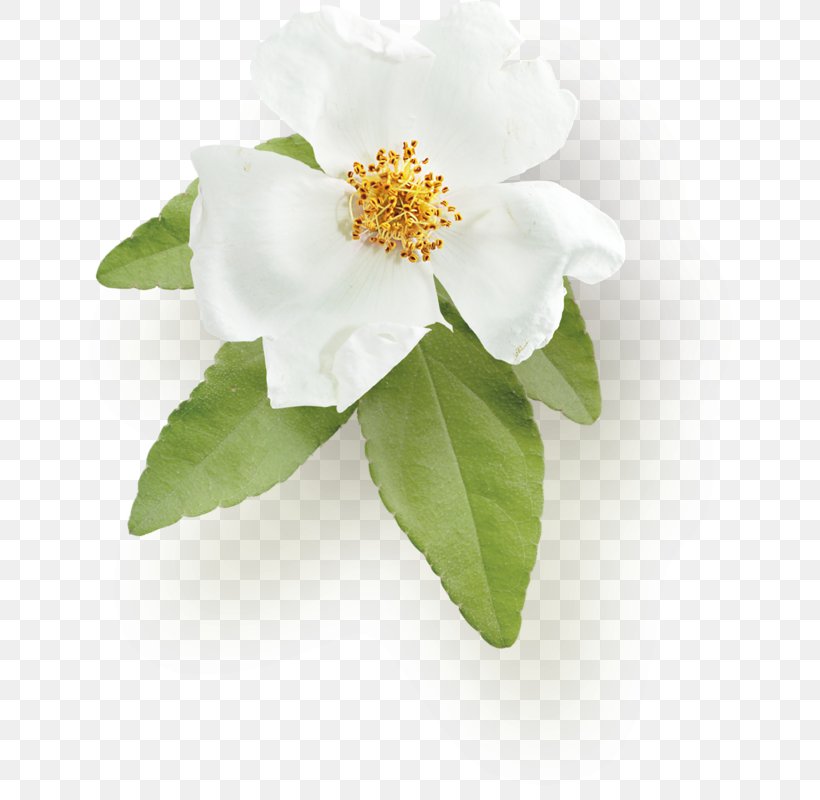 Sasanqua Camellia Rose Family, PNG, 673x800px, Sasanqua Camellia, Camellia, Camellia Sasanqua, Family, Flower Download Free
