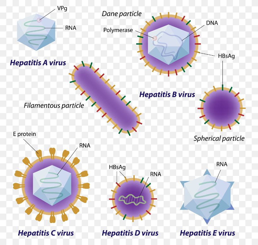 Viral Hepatitis Hepatitis A Hepatitis C Virus, PNG, 780x780px, Viral Hepatitis, Area, Autoimmune Hepatitis, Diagram, Hepatitis Download Free