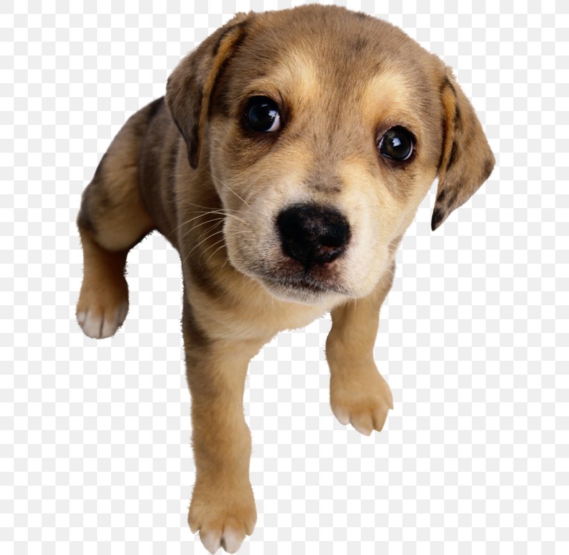 Pet Cat Labrador Retriever Dog Breed Dog Toys, PNG, 612x800px, Pet, Animal, Beagle, Breed, Carnivoran Download Free